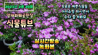 2021년 2월 20일 토요일  식물아빠와  예쁜식물들 보면서 수다 즐겨봐요~   #양재꽃시장 #식물튜브 #…