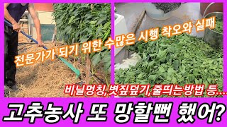 고추농사 또 망할뻔~ 고추 전문가가 되기 위한 수많은 시행착오 와 실패....
