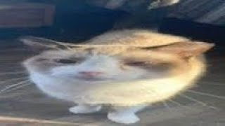 Cover art for Niwa, One of the iconic levels of the triogege of Red World, Troll Level, And NIWA!