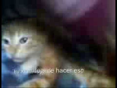 Gatos besandose, cats kissing