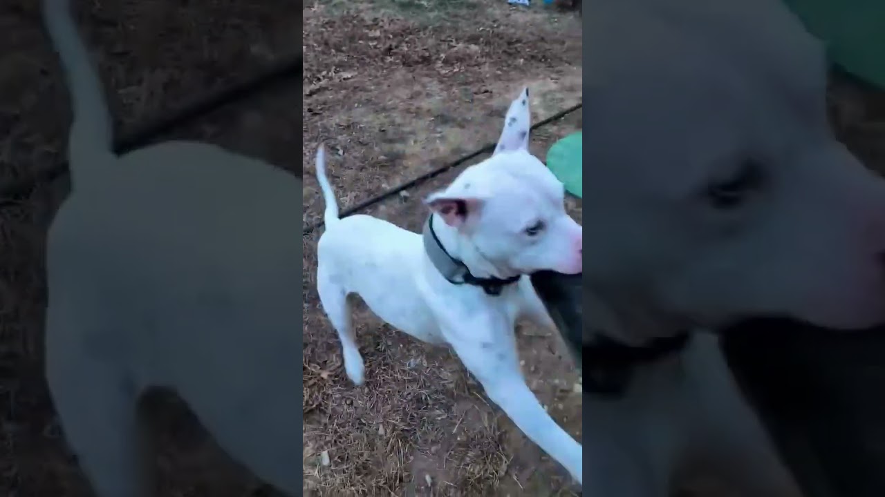 Fritz - Deaf - LOCAL, a Adoptable mixed breed in Princeton, MA video 6/6