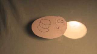 The Process of Photosynthesis