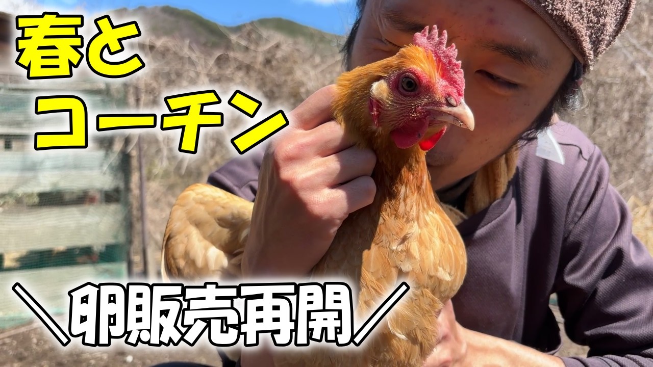 【ようやく卵の販売再開！】ポカポカ温かい春の日差しと共に、本日も推しコーチンをたっぷり吸いこみました