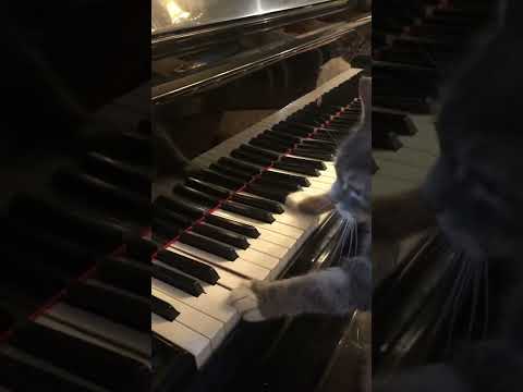 Cat plays Liszt Hungarian Rhapsody No. 2 on piano, Tom and Jerry