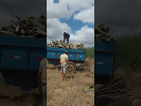 Sertão da Paraíba Dona. Inês.