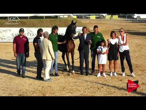 1 st place N.36 QS MARZIO - Bergamo 2017 - Junior Colts Championship (Class 21)