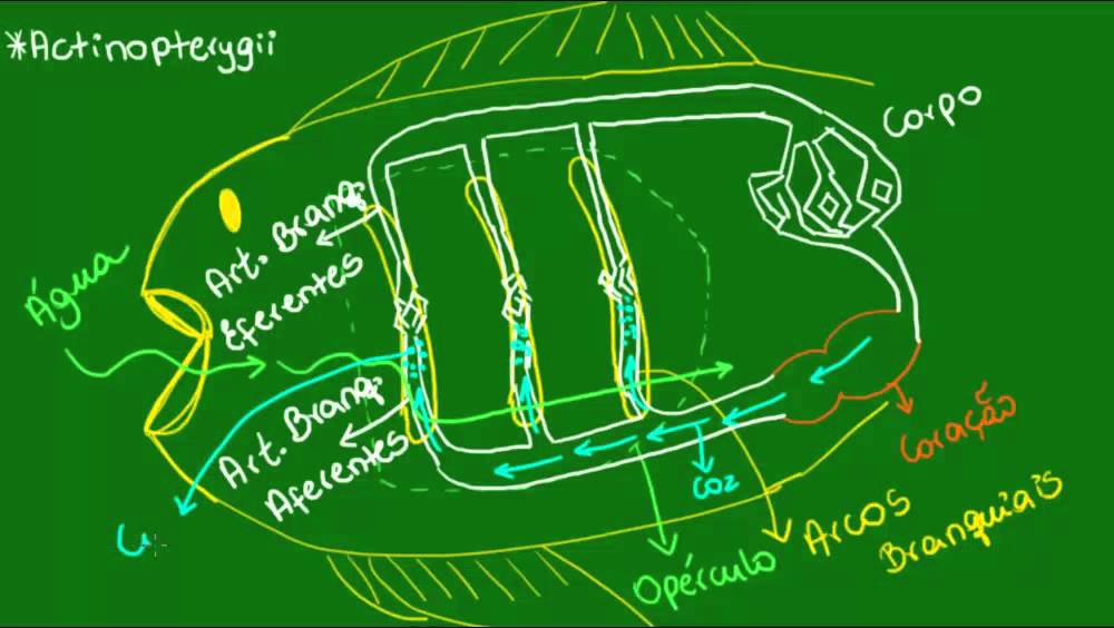 Sistema respiratório dos Osteíctes - Vertebrados - Biologia