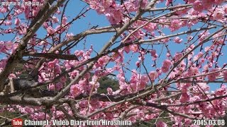 preview picture of video '岩国市巡り Part04 吉香公園 山口県岩国市横山 Iwakuni City Tour,Kikko Park,Yamaguchi Pref,Japan'
