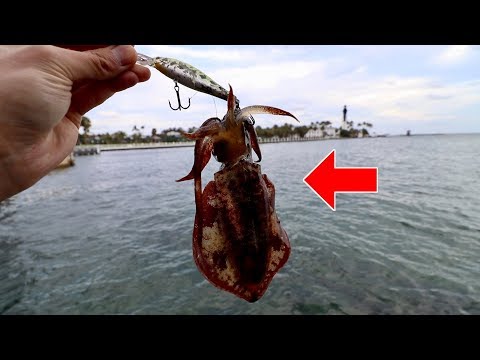 I CAUGHT A SQUID ON A FISHING LURE!!! (NEVER BEFORE SEEN -- Compilation) Video