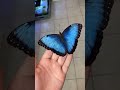 Menelaus Blue Morpho Shorts Ytshorts Tiktok Viral Morpho Bluemorpho Butterfly Ytshorts