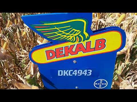 DKC4943 Dekalb kukorica vetőmag bemutatása KukoricaVetőmag.hu Kft. 2024