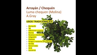 Arrayan | PARA QUE SIRVE usos