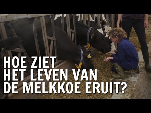 , title : 'Hoe ziet het leven van de melkkoe eruit? | De Buitendienst over Koeien'