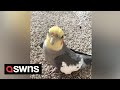 Cockatiel sings classic tunes including disco favourite 'September' by Earth Wind & Fire | SWNS