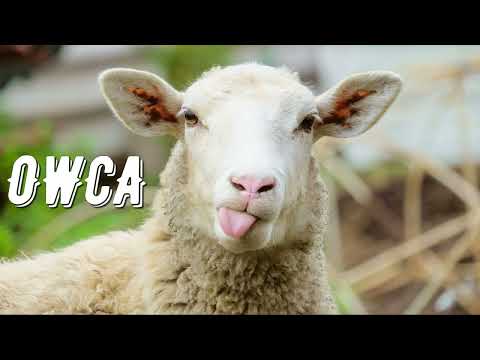 TOP 20 CIEKAWOSTKI - OWCA 🐑