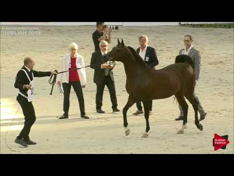 N 359 DRABANT   Sharjah International 2019