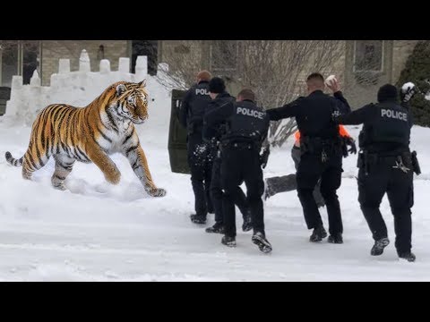 These Are 10 Wildest Zoo Animal Escapes