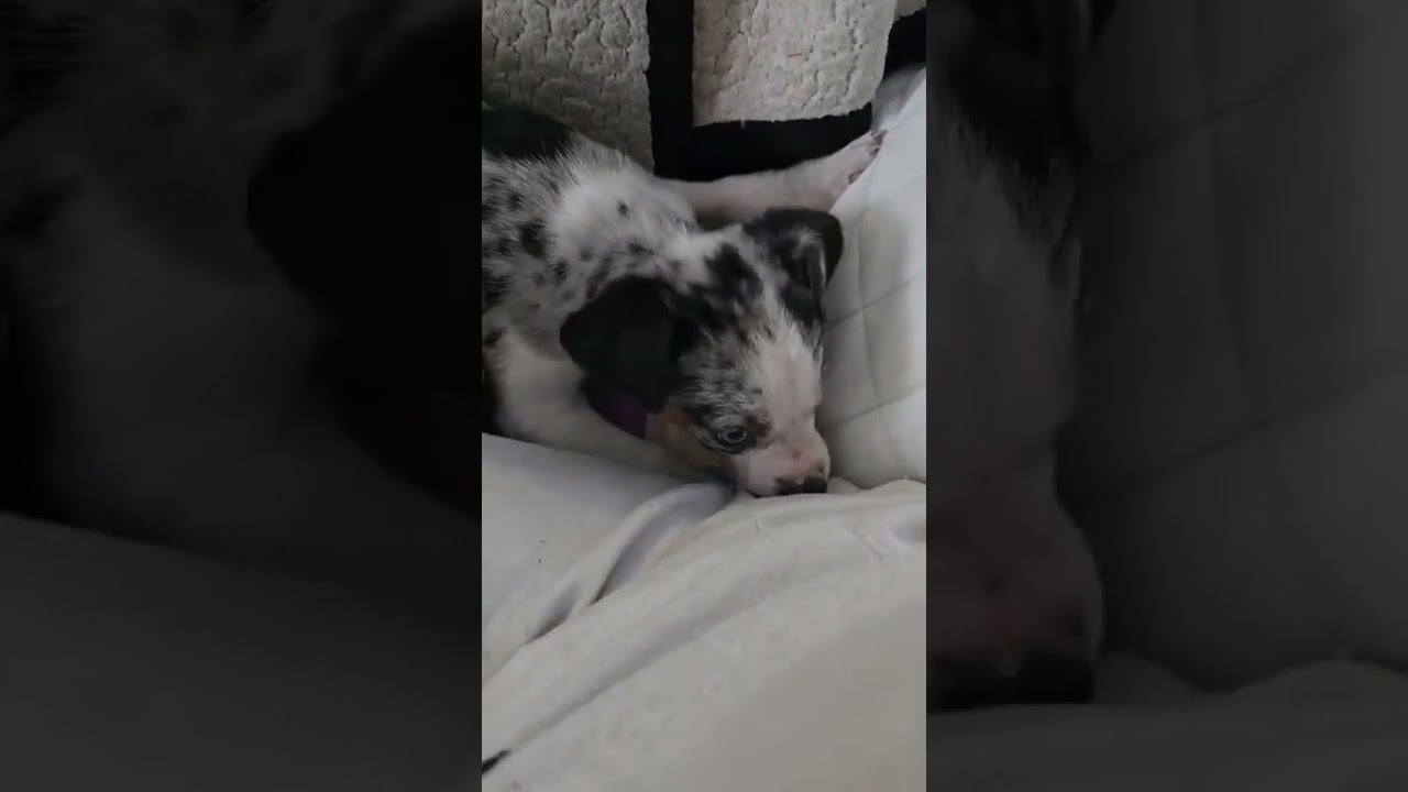 Enlarge Dottie , a ADOPTABLE mixed breed in Myrtle Beach, SC video 2/2