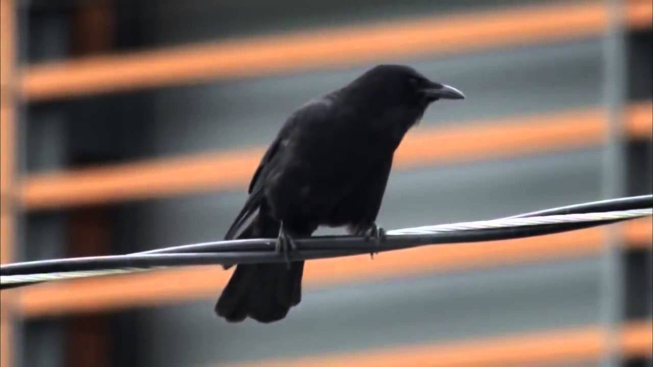 Nature Documentary A Murder of Crows Full Documentary HD