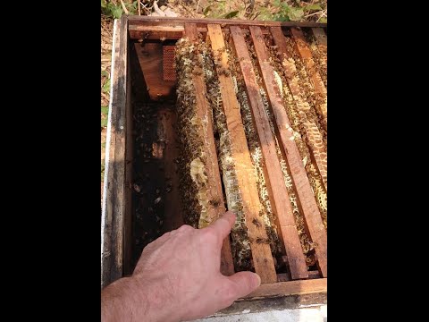 Bienenumgang und warum fast alle Berufsimker in Thailand die mellifera halten