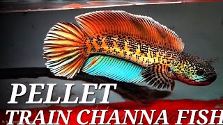 Download lagu Cara Melatih Ikan Channa untuk Makan Pelet agar Pertumbuhan & Kesehatan Lebih Cepat. Pelatihan pe... mp3