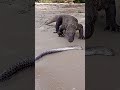 How Komodo dragons eat electric eels