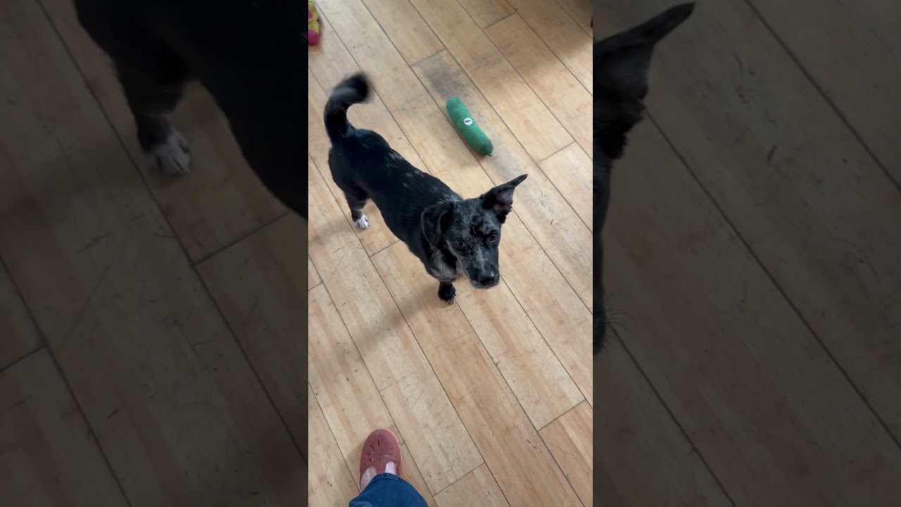 Enlarge Woolly, a ADOPTABLE mixed breed in New York, NY video 6/6