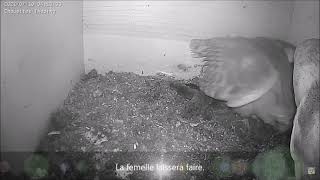 A young owl visits the parents' pantry