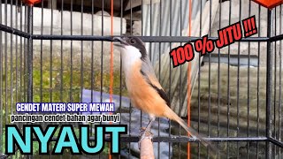 Download lagu cendet gacor EMOSI JITU buat PANCINGAN CENDET AGAR BUNYI bikin BURUNG PENTET GACOR RAJIN BUNYI mp3 Download lagu cendet gacor EMOSI JITU buat PANCINGAN CENDET AGAR BUNYI bikin BURUNG PENTET GACOR RAJIN BUNYI mp3