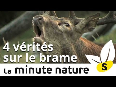 4 TRUTHS ABOUT THE DEER'S BELL (No. 110)