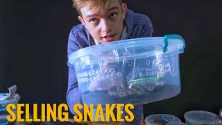 Selling 19 Venomous Snakes