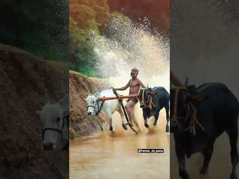 कोकण चा वीरप्पन ♨️#bailgada #bailgadasharyat #viralvideo #shortsfeed #explore #trending #fyp