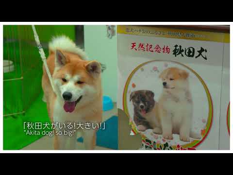 【大館市】秋田犬会館