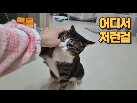친구 잘못 뒀다고 집사 잡도리하는 고양이! 깝순이랑 놀지 말래요