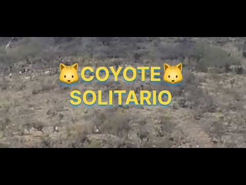 COYOTE SOLITARIO Carrera al cerro de la flecha. Santiago Miltepec 2024