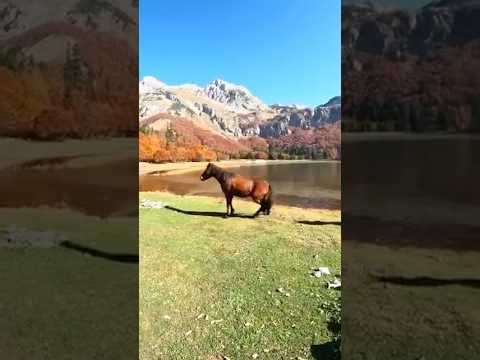 Sloboda nema cenu!​⁠Jedan kadar.@SVETBIOLOGIJE #svetbiologije #priroda #nature #animals #naturelover