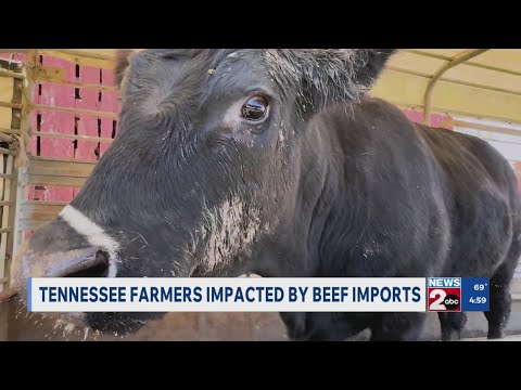 TN farmers affected by beef imports