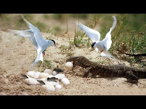 Animals Save Other Animals  Brave Birds Chasing Monitor Lizard To Save Crocodile Eggs