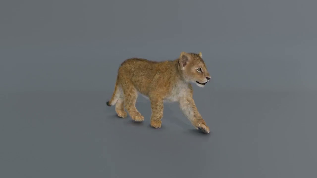 Lion Cub Rigged Animated 3D Model