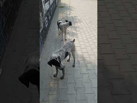 #ilovemydog ❤️❤️❤️