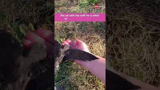 Girl Helped Injured Swift Bird in Flying || Heartsome 💖