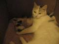 Кошка Алиса с котятами 