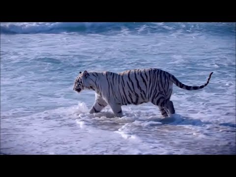 ВОТ ЭТО МУЗЫКА !!! Реально Круто! НОВИНКИ [4K-Ultra-HD]
