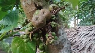 Anong kahoy tawag sa inyo..