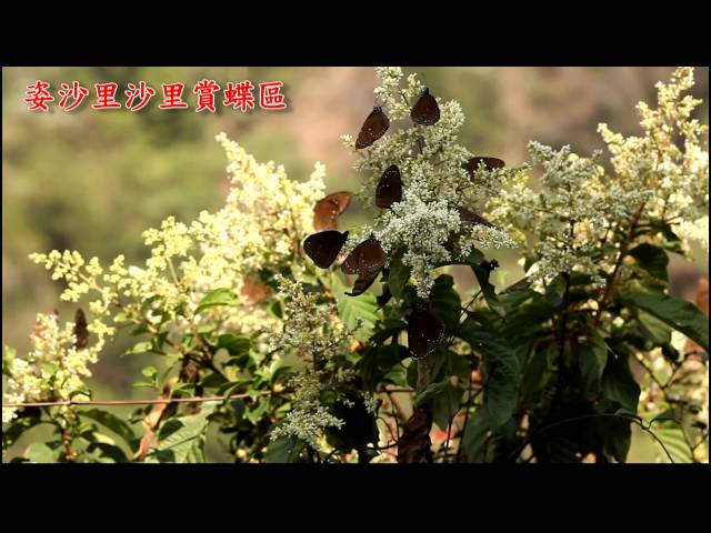 茂林紫斑蝶剪影 - 2015.03.03