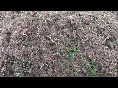 2/3 grass removal from hybridgrass POWERgrass