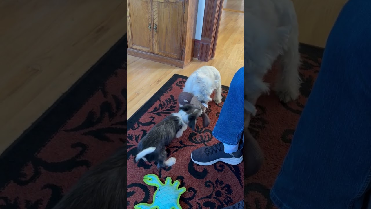 Gus & Olly Tug-a-War