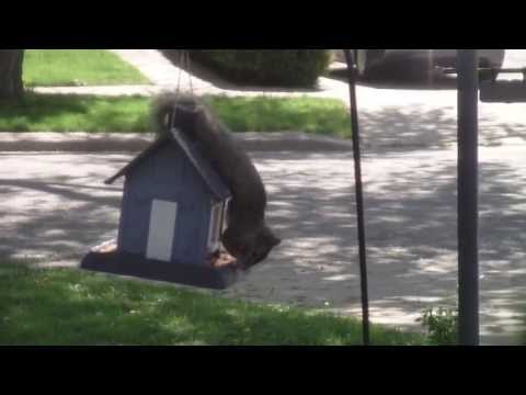 A very determined squirrel