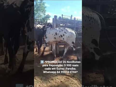 26 Novilhotes para Reposição: 3.900 reais cada em Sumé/ Paraíba. Whatsapp 84 99810 2784*#gado
