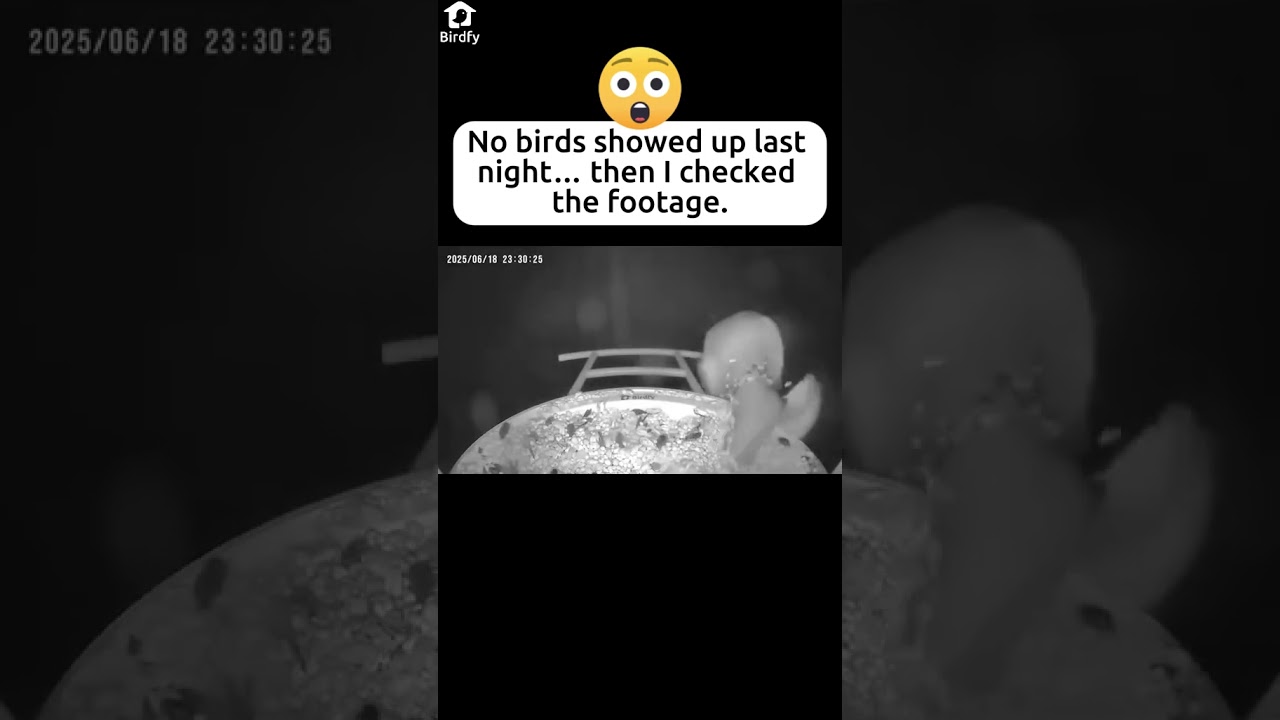 Anyone know him?😯#birds #bird #birdwatching #nature #birdlovers #birdspecies #birdfy #shorts #funny